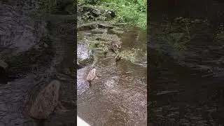 семейство