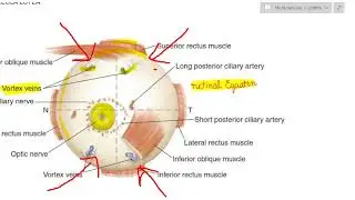 Retina anatomy