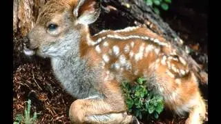 SCTA Presents- How to protect endangered animals