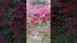 Шикарно просто - Второе Петуньевое дерево - Петунья выращивание и уход