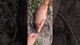 Поймал Трофейного Карпа. Взвешивание #fishing