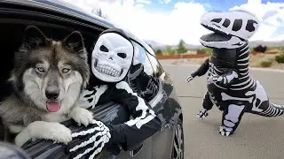 Skeleton & Kakoa Escape Giant T-Rex! POV Chase