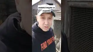#инвестиции в курей