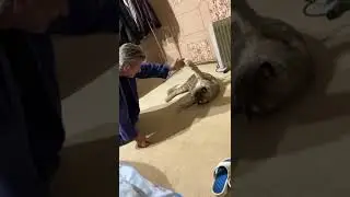 Рысь Даша - Витаминка