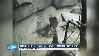 Flashback: Gorilla Comforts Child Who Fell at Illinois Zoo