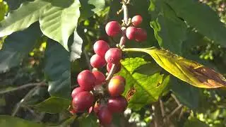 Como é uma agrofloresta? No entorno de Brasília, um exemplo. Vídeo feito em 2021-06-20.