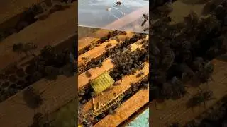 Простая подсадка матки 🐝в отводок 