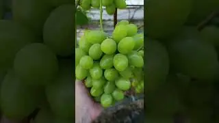 Подарунок Енергодару https://koveles.prom.ua