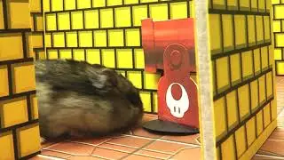 Hamster maze Mario. Hamster labyrinth Mario