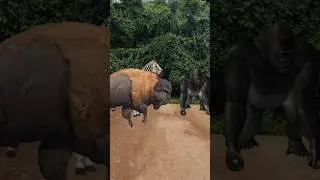 Zebra Gorilla And Buffalo 