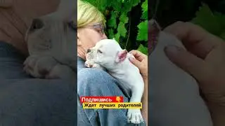 Щенок американского булли ❤. #short