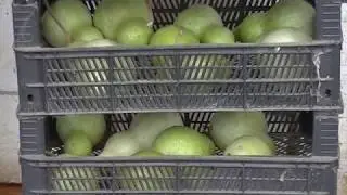 Лагенария. Как высушить тыкву лагенарию.