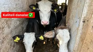 Sabah yemlemesi / Erkek danaların son durumu ? / Kurban bayramı sonrası sinek sorunu!!!