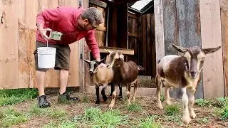 It's time to Wean our baby Goats (Nigerian Dwarf Goats)