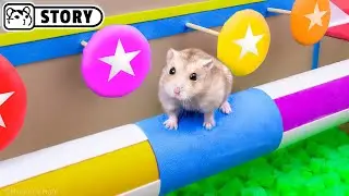 🐹 HAMSTER NINJA WARRIOR - World’s Most Dangerous Obstacle course 🐹 Homura Ham