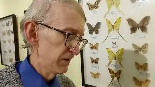 Where Do Giant Butterflies Living & Flying? Giant Tropical Silkmoths & Attacus, Museum, Kyiv Ukraine