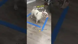 This dog thinks he's in a Mr Beast challenge 😂