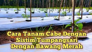 Cara Tanam Cabe Dengan Sistim Tumpangsari Dengan Bawang Merah | Cara Praktis Hasil Melimpah..!!