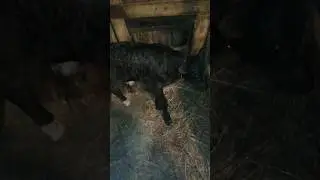 Родился телёнок богатырь! чёрный бумер! симментал почти!