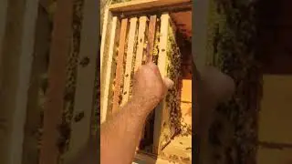 Жадничаю ВЫГРЕБАЮ ВЕСЬ МЁД У ПЧЁЛ НА ОТКАЧКУ ничего пчёлам НЕ ОСТАВЛЯЮ 🍯☝️🐝🐝