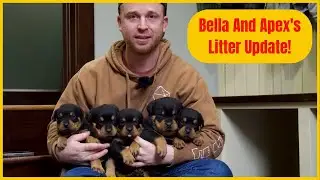 Bella And Apex's Litter Update!