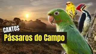 25 lindos CANTOS de AVES da ROÇA  | Passarinhos CANTANDO livres no interior do BRASIL (SEM NARRAÇÃO)