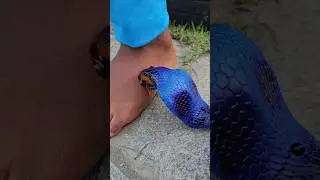Snake Kiss Blue💋🐍 