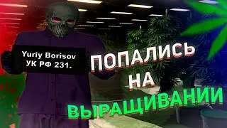 ПОПАЛИСЬ НА ВЫРАЩИВАНИИ НА MAJESTIC RP GTA 5 RP