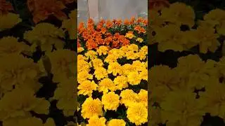 ЦВЕТО🌺МАНИЯ 2024✅ 