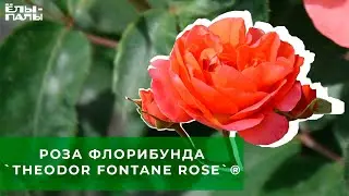 Роза флорибунда `Theodor Fontane Rose`®