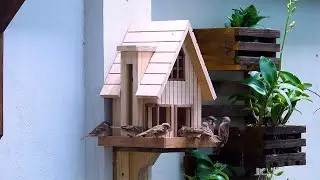Build Easy Wooden Bird House and Bird Feeder