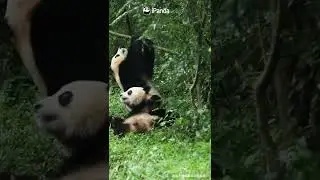 Панды и дерево