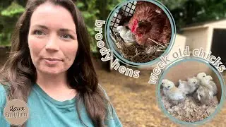 Broody Hens Adopt 7 Day Old Chicks// How to break a Broody Hen// Laux Family Farm