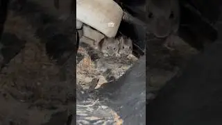 Хитрый Катана 
