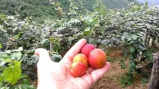 BU BAHÇEDE YOK YOK - AMCAMIN HARİKA BAHÇESİNİ GEZİYORUZ - AŞILAMA MEYVELER - EL YAPIMI TELEFERİK