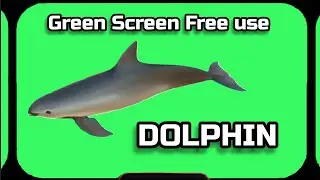 DOLPHIN Video Green Screen animation. CHROMAKEY FOOTAGE on the green screen.