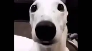 Dog Shivering [10 Hours]
