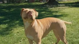 WiFi Camera to Talk to my Dogs From Anywhere  (Modding it to make it louder)