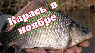 Ловля карася поздней осенью. Вот что нужно сделать чтобы всегда ловить рыбу!