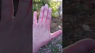 creepy spider