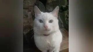 Песня до слёз. Фронтовые коты