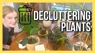 Decluttering Plants || RARE & Common Houseplants  ||  Soiled Plant