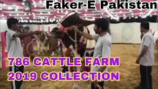 786 Cattle Farm 2019 Collection || Heavy Bachrey || SHEHENSHAH