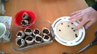 Люффа  2021/Посев семян/Всходы/Уход за всходами люффы. Luffa 2021 / Sowing seeds / Seedlings