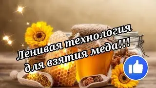 КАК ВЗЯТЬ МЁД С АКАЦИИ ? - не чего не делая!