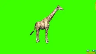 Giraffe eating | Green Screen cartoon video | Green Screen animal cartoon | 