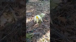 Подснежники