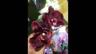 Орхидея Черный ЛЕБЕДЬ 🖤 4 цветоноса на северном окне