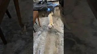 My Shiba does this when he’s bad #cute