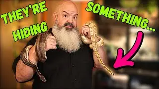 What Are These Snakes Hiding? Their ONE EGG might tell us.